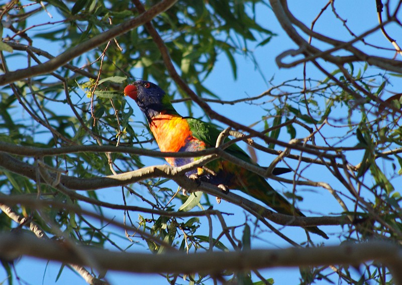 2009-11-06 22-02-41_5.jpg - Papageien in "Picknick Bay"